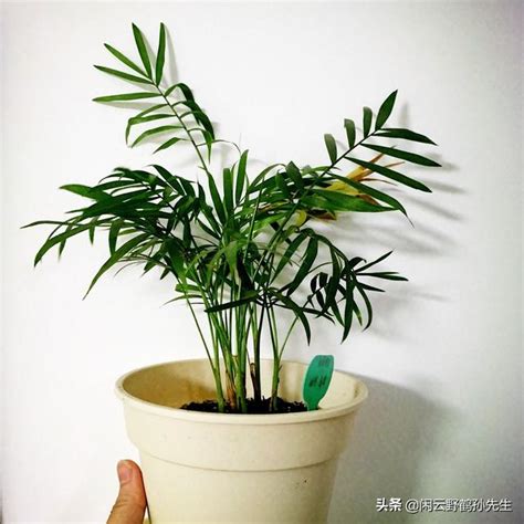 夏威夷椰子|夏威夷椰子的養護：熱帶風情中的室內綠化 